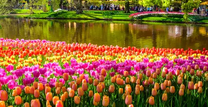 Coloridos Jardines de Keukenhof atracciones Turisticas en Amsterdam visitas guiadas y excursiones en español en Amsterdam