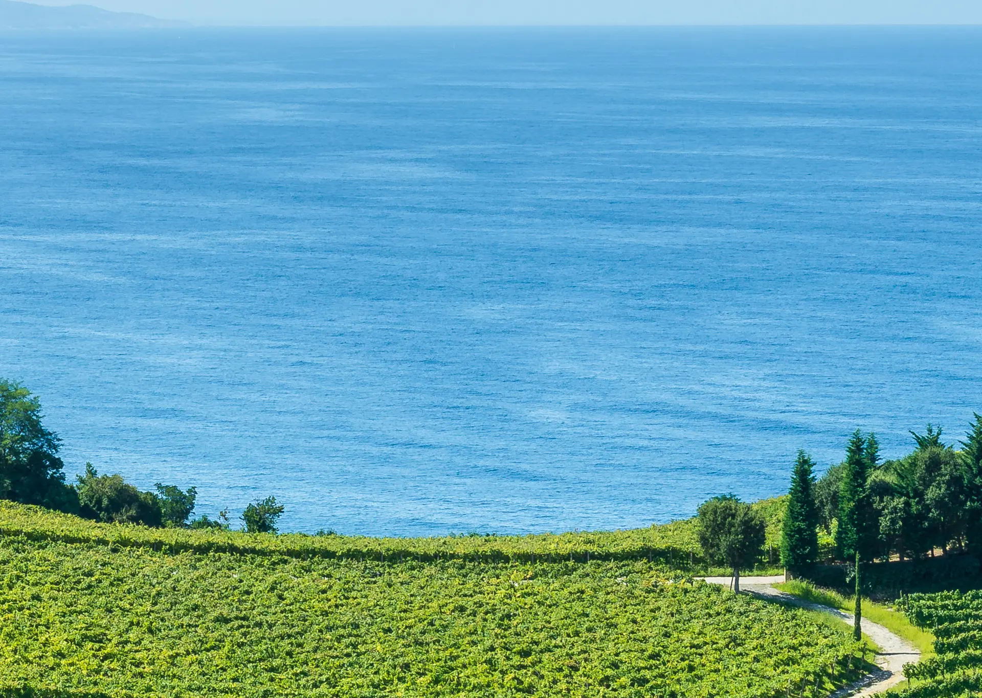 Txakoli Vineyards - Guided visits and excursions in the Basque Country - Buendía Tours