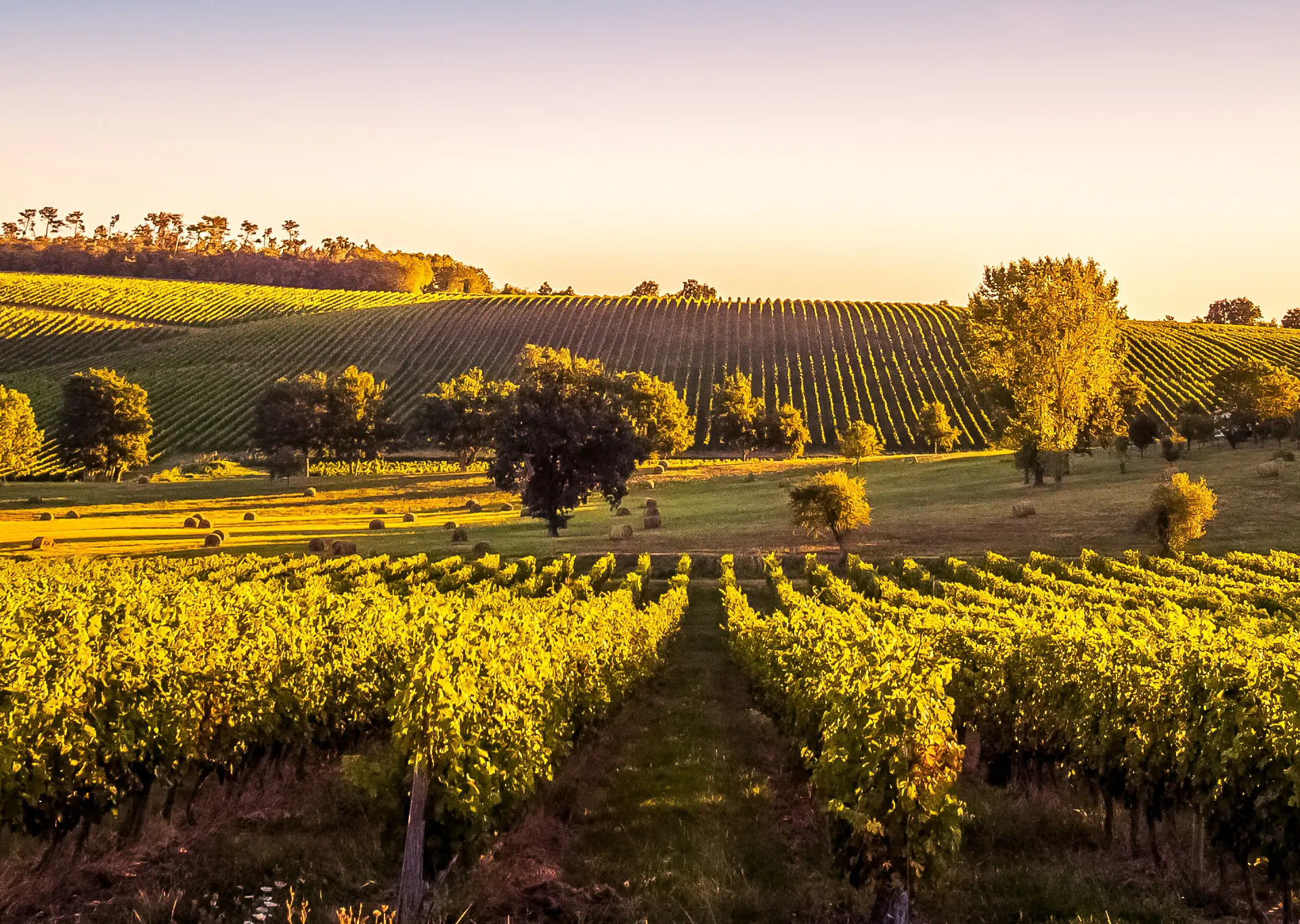 Atardecer en los Viñedos de Burdeos-Excursiones y visitas guiadas en Burdeos-Buendía