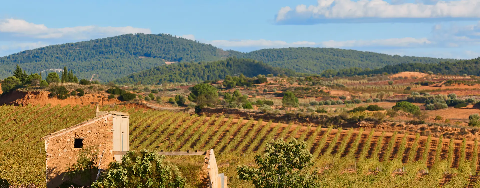 Free tour, visitas guiadas, excursiones y actividades en Requena - Buendía, Valencia Comunidad Valenciana