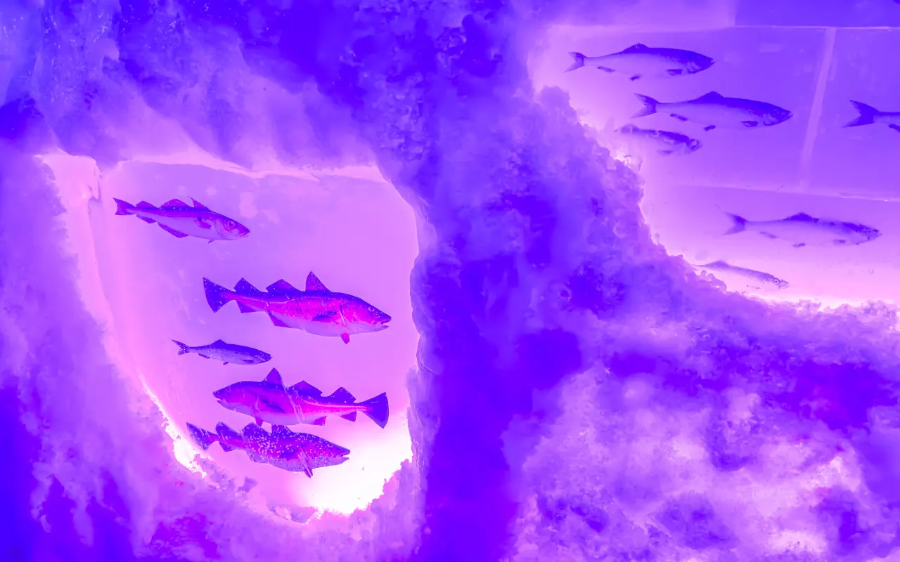 Peces congelados en las paredes del Icebar de Ámsterdam