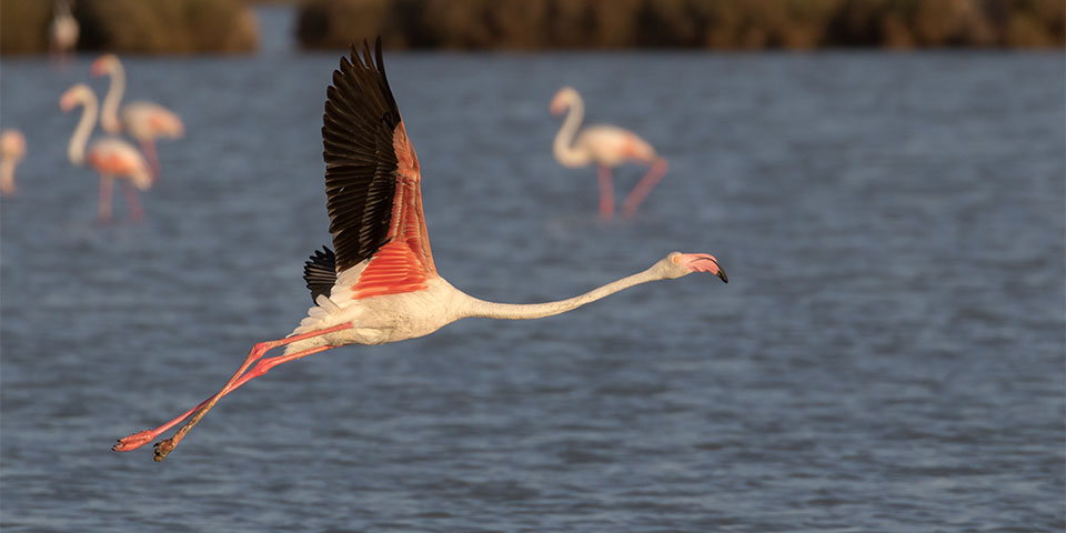 Tour por Doñana desde Sevilla