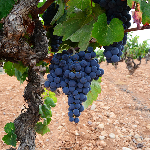 Visita Guiada y Cata en la Bodega Sierra Norte Calderón - Excursiones y Actividades en Valencia - Buendía