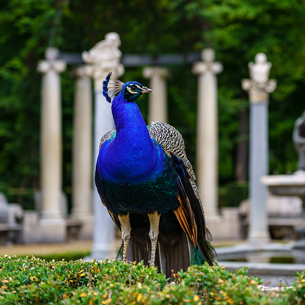 Pavo real, fuentes y estatuas en los jardines del Palacio Real de Aranjuez - Visita Guiada Aranjuez - Actividades y Excursiones Buendía Comunidad de Madrid