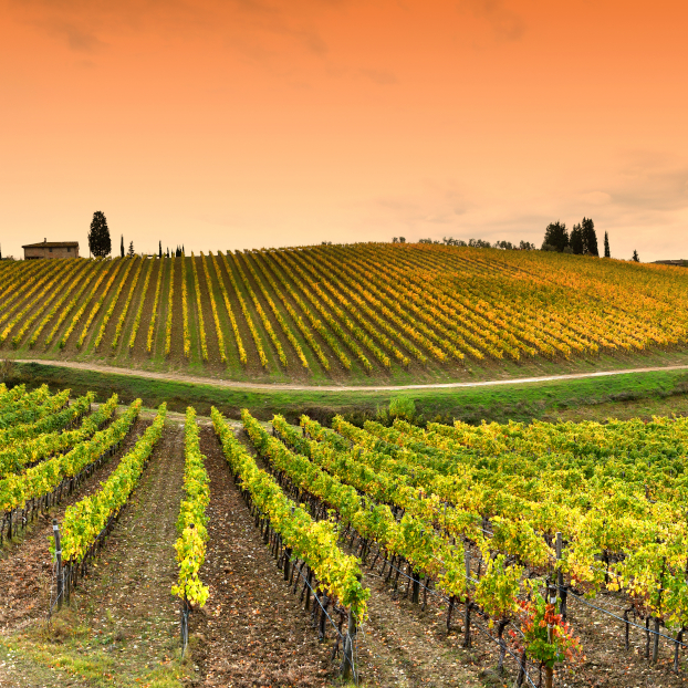 Hermoso paisaje con viñedos de la Toscana en la región de Chianti cerca de Florencia - Tour de Medio Día a la Región del Chianti y sus Viñedos - Actividades y Excursiones Buendía Toscana, Italia