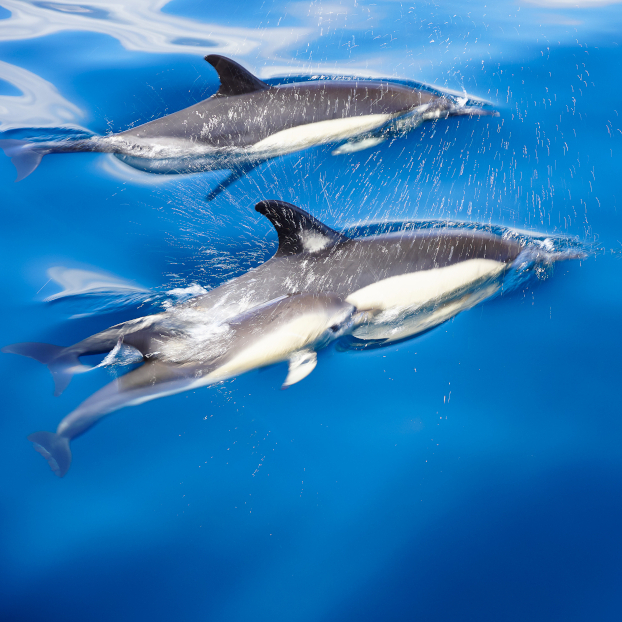 Avistamiento de Delfines en el Algarve - Actividades y Excursiones Buendía Portugal