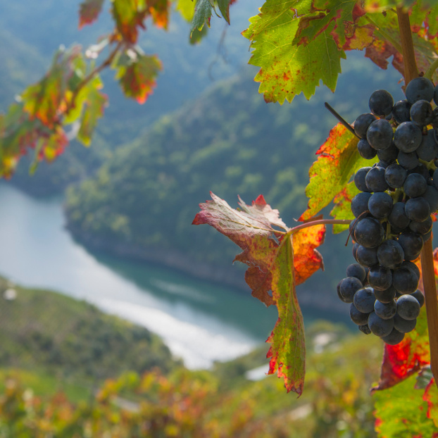 Excursión y cata de vinos en la Ribeira Sacra desde Lugo - Buendía Galicia 