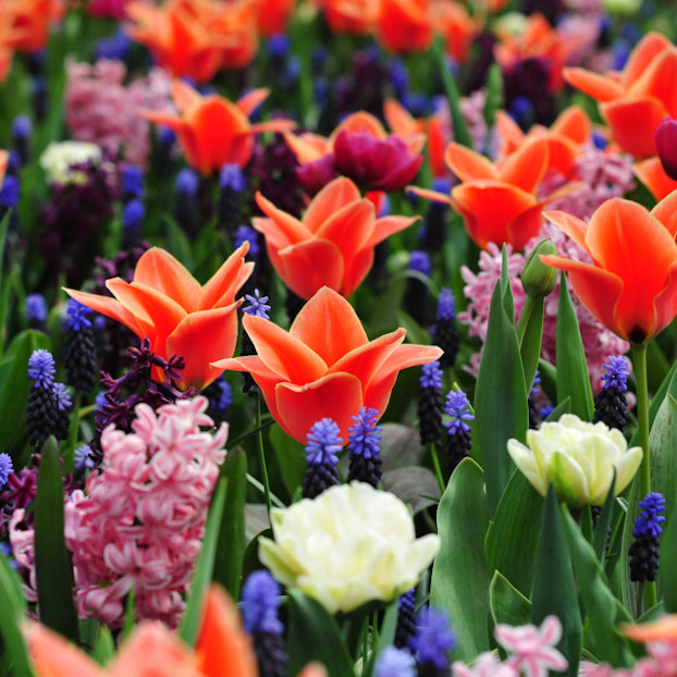 Primer plano de un jardín lleno de flores coloridas, principalmente tulipanes naranjas, jacintos rosados y flores moradas y azules, en plena floración.