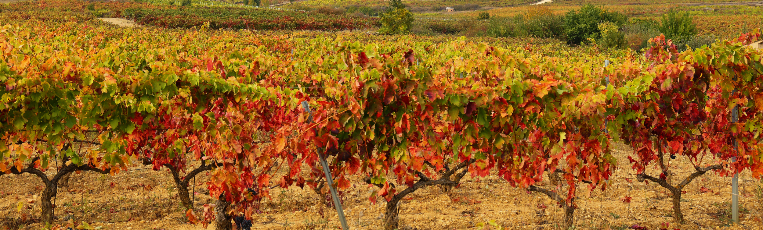 Tours a pie y visitas guiadas en Lapuebla de Labarca