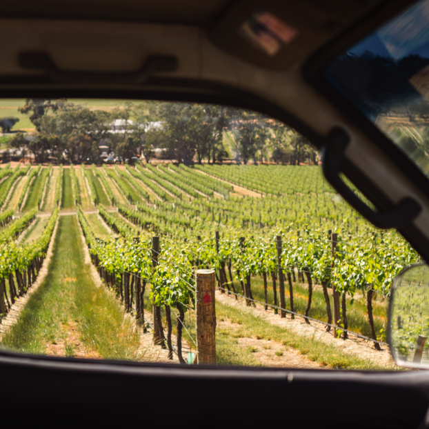 Tour en 4x4 por los viñedos de Jilabá