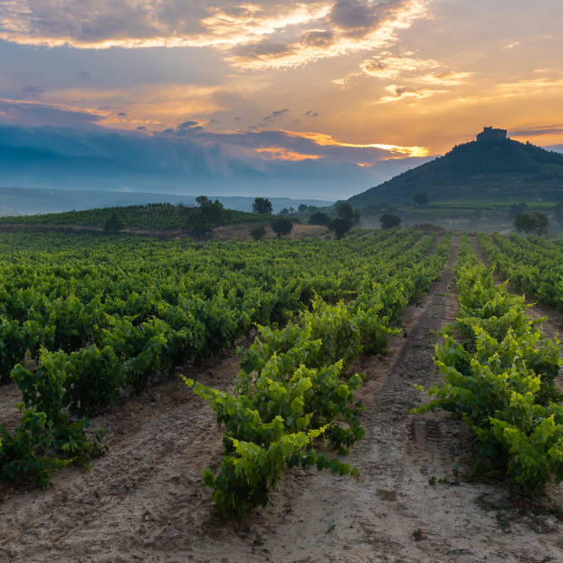 Visita con cata de vinos y quesos a la Bodega Jilabá