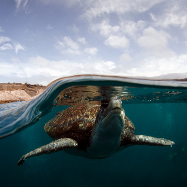 Nadar con tortugas en tenerife