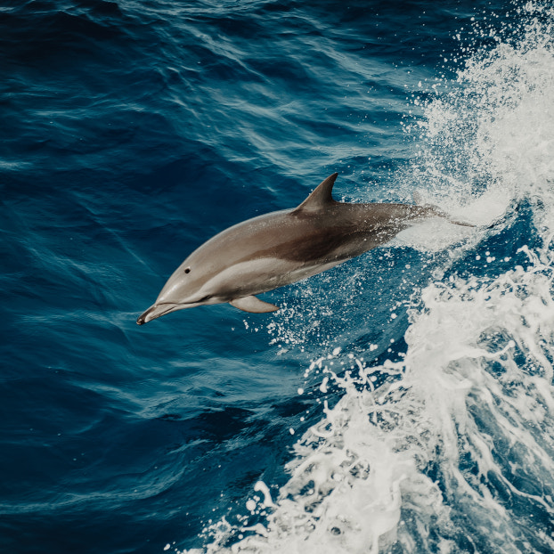 Ver delfines en Fuerteventura