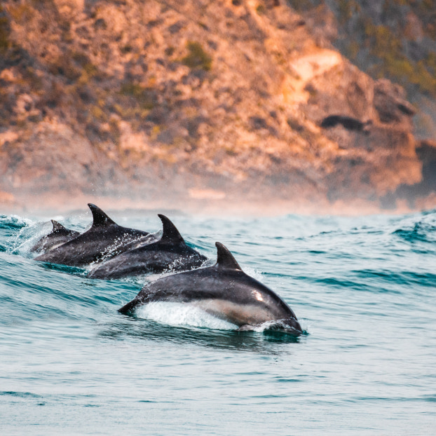 Excursiones en español en Madeira