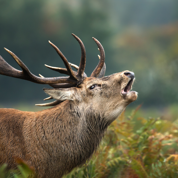 Berrea de los venados ciervos Collanzo valle Aller Asturias
