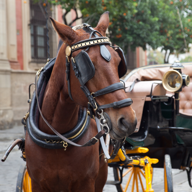 Paseo en Coche de Caballos por Sevilla