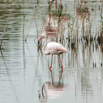 Excursión al Parque Natural de la Albufera desde Valencia