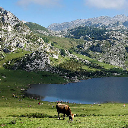 Observación de pájaros en los Lagos de Covadonga 