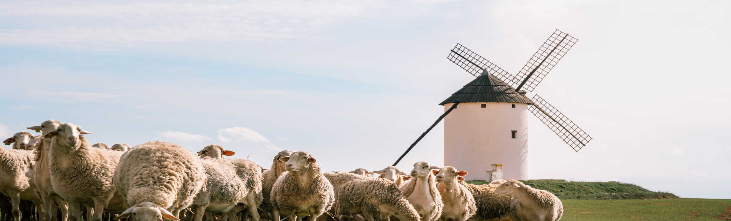 Tours a pie y visitas guiadas en Tomelloso