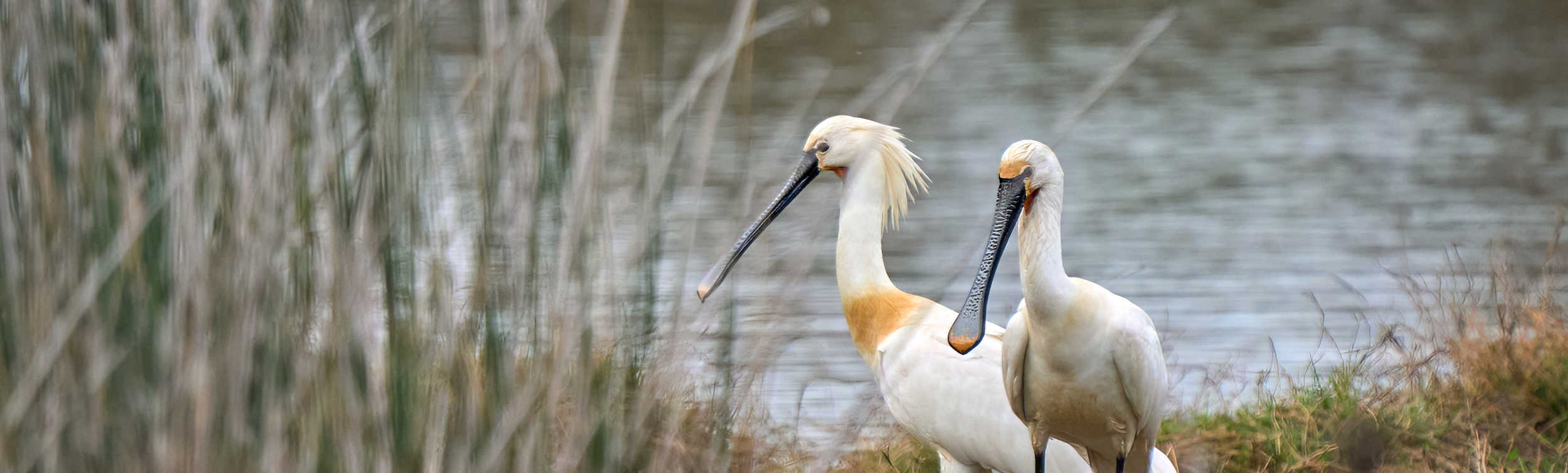 Parque Nacional de Doñana