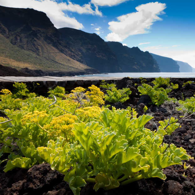Excursión completa a la isla de Tenerife