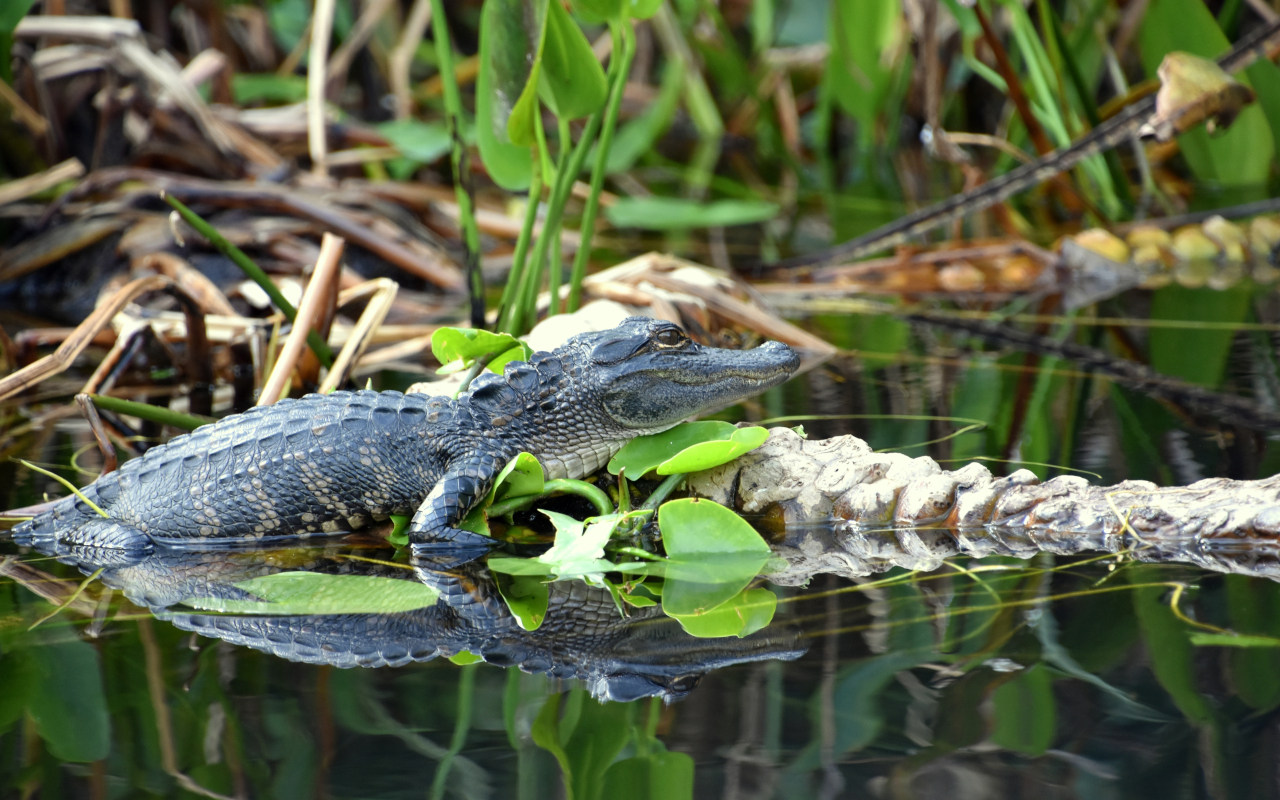 Asistarás a un show de alligators en inglés para aprender más sobre estos curiosos reptiles.