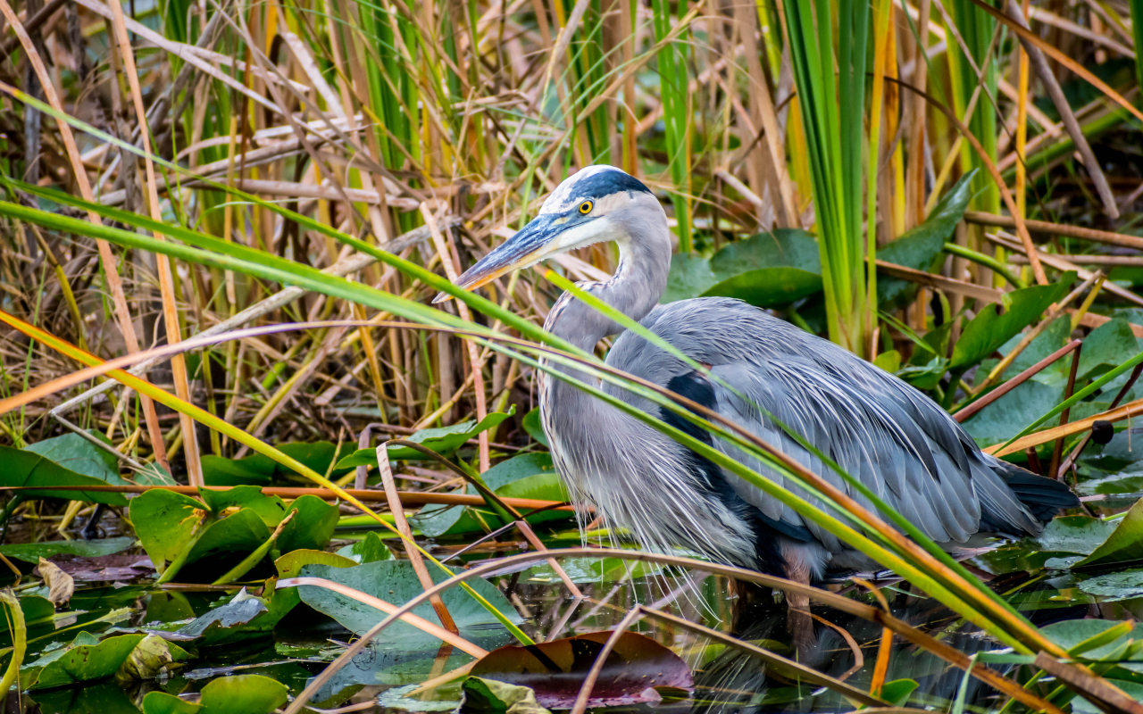 En el parque nacional de los Evergaldes encontrarás un sinfín de especies de aves.