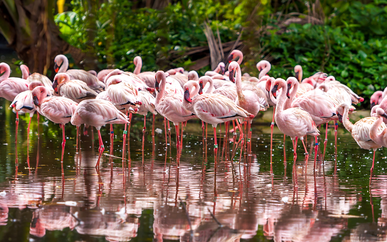 Los flamencos conviven con otras múltiples especies de animales en este inmenso espacio verde de Miami.