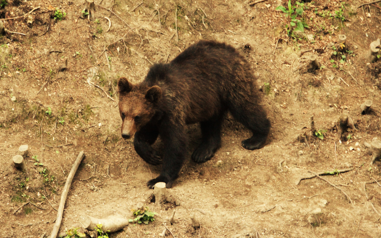 Oso visto de cerca mientras pasea por el entorno en esta actividad indicada para observarlos en su hábitat natural en Rumanía.