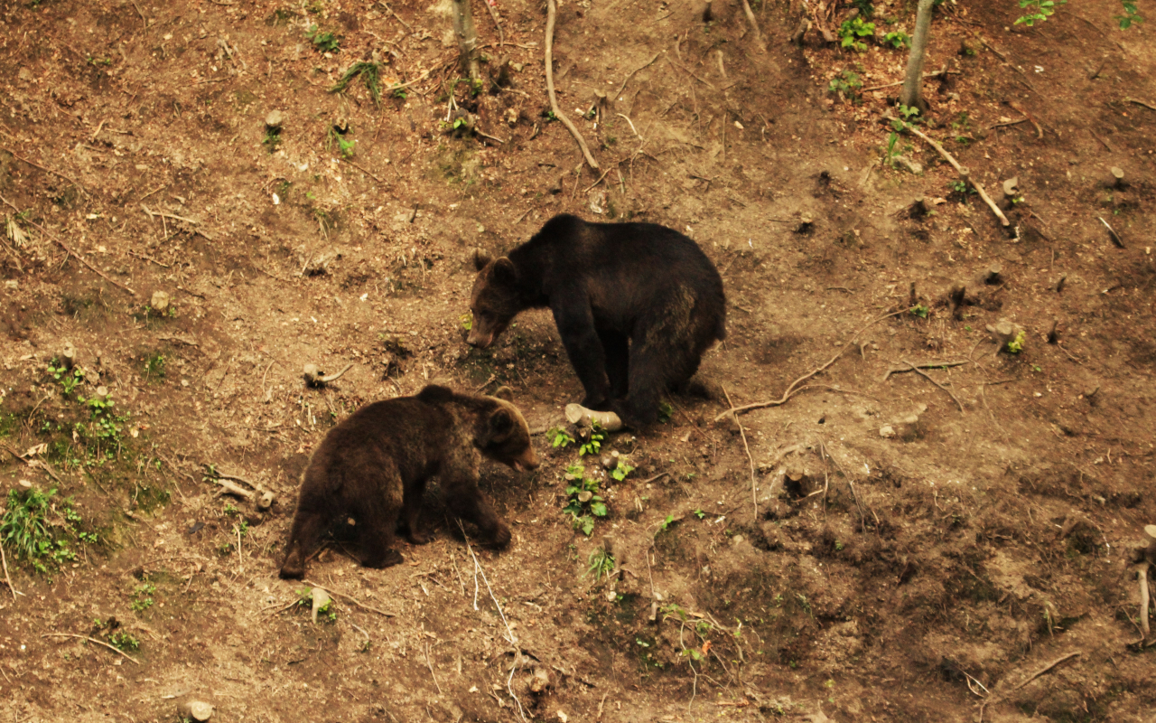 Una pareja de ursus arctos vista desde el refugio elegido para la observación de animales.
