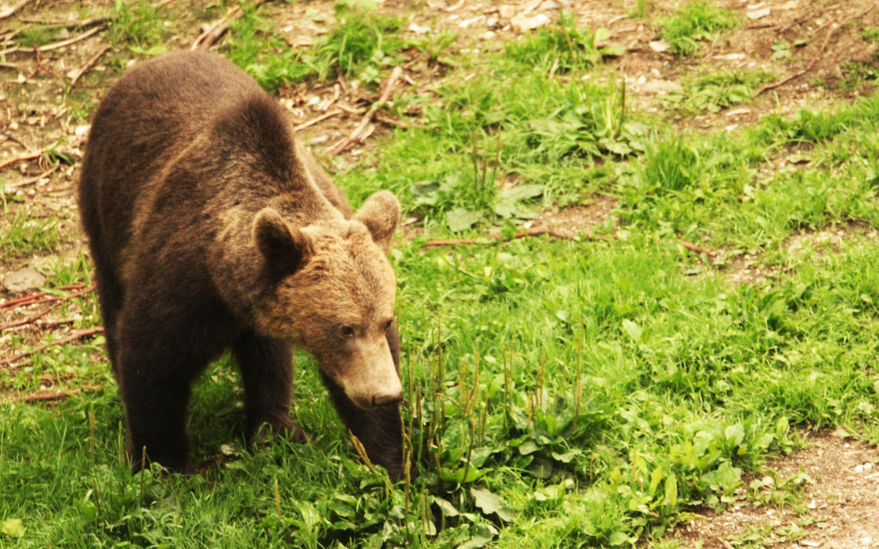 Oso pardo con pelaje marrón camina por los prados de los Cárpatos rumanos.