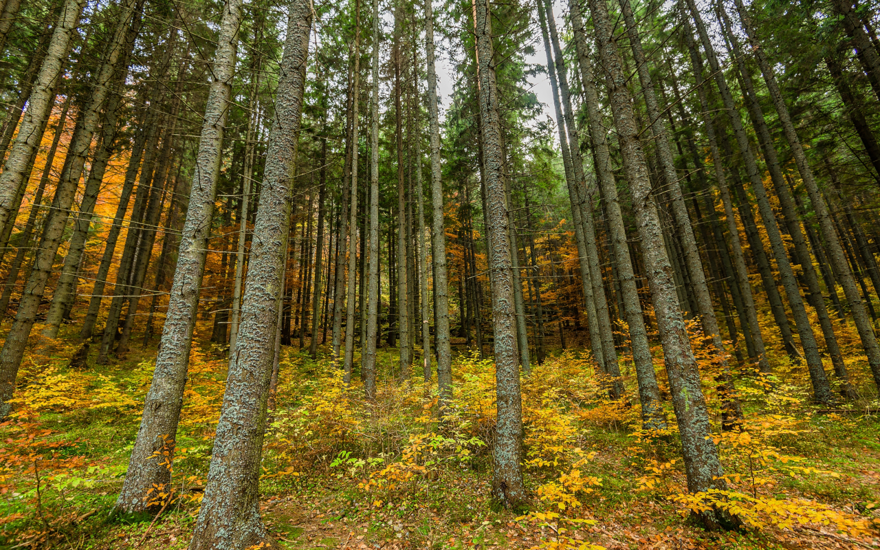 Pasearás entre árboles durante la excursión al lago Santa Ana en Rumanía.