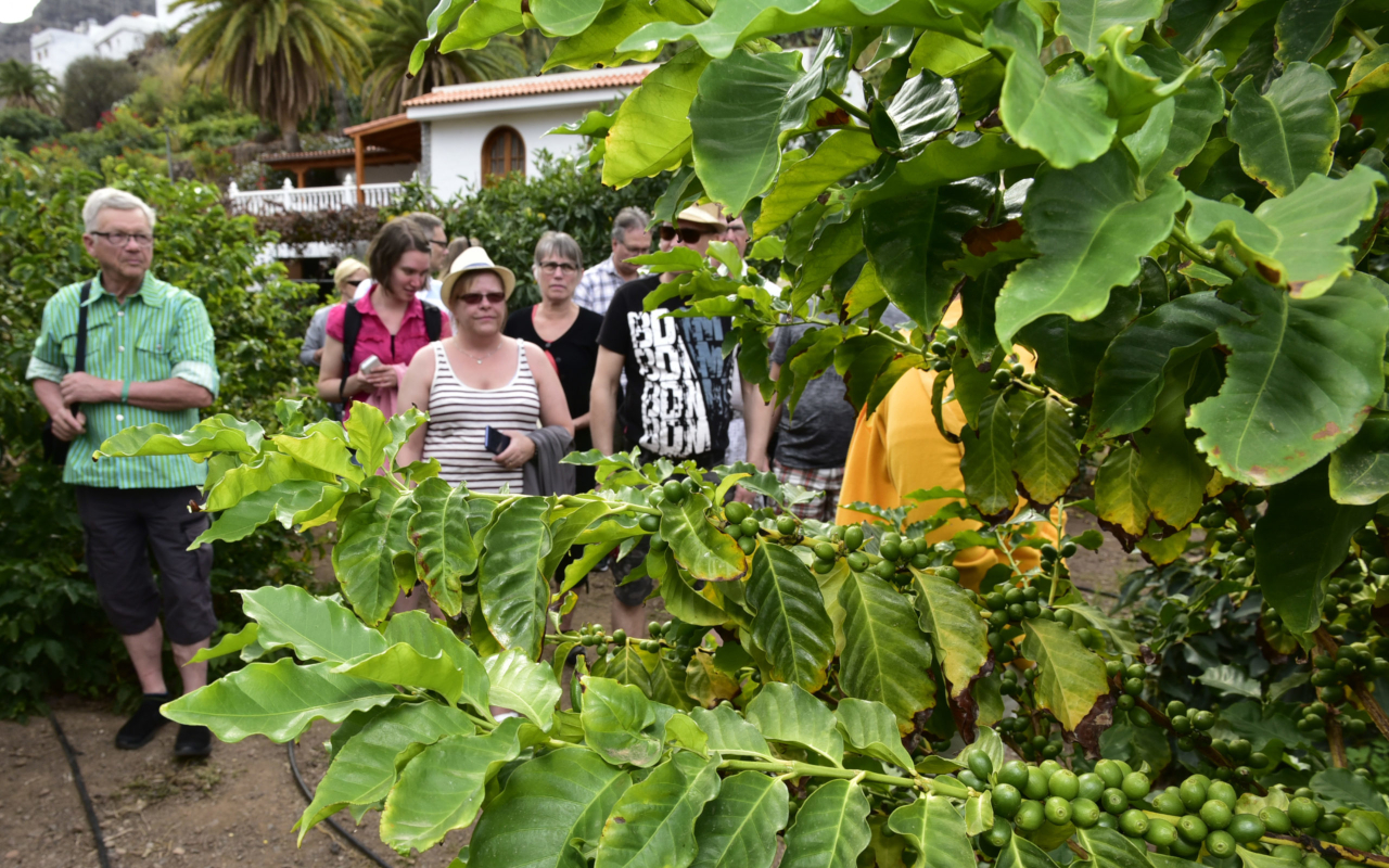 En Agaete veremos las plantaciones de un cafetal canario.