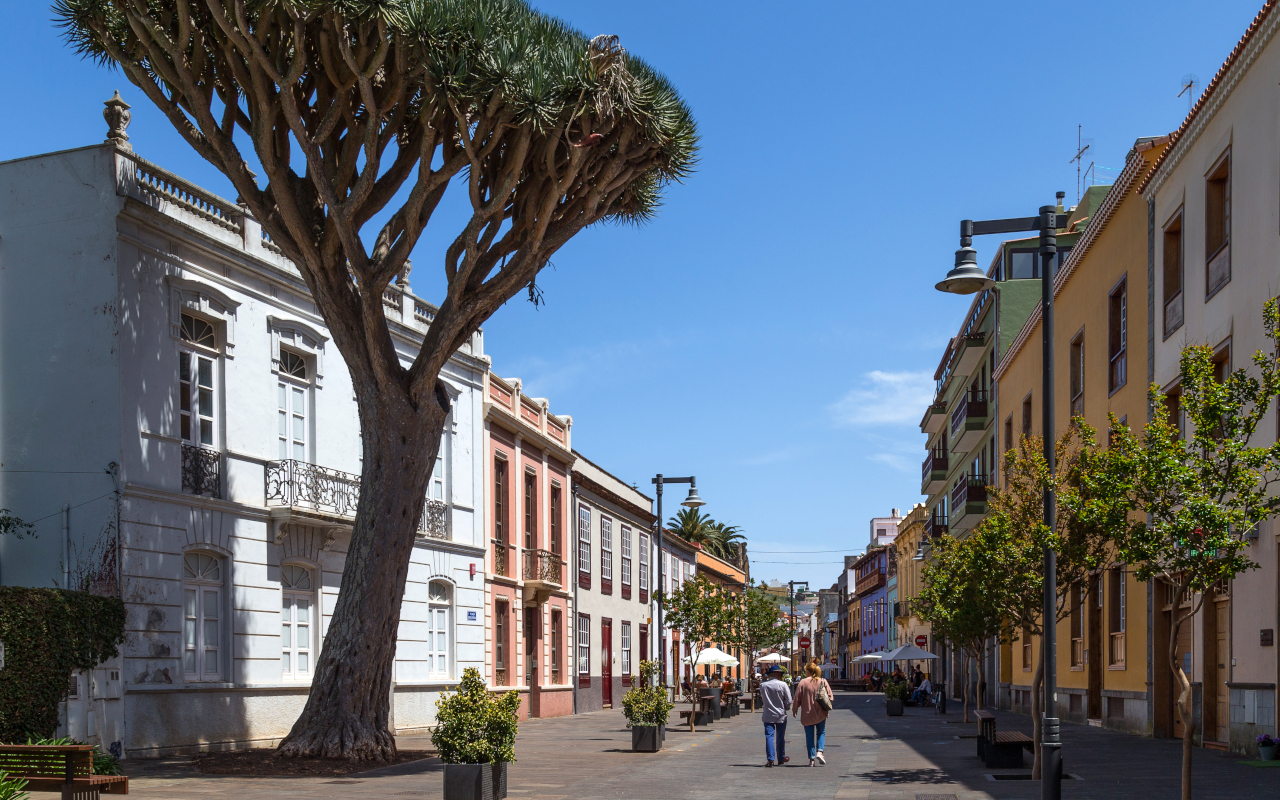 Calles de La Laguna con el típico árbol tinerfeño, el drago.
