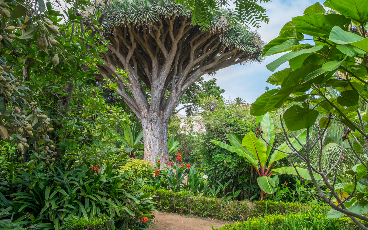 Detalle vegetal de la Hijuela del Botánico en La Orotava.