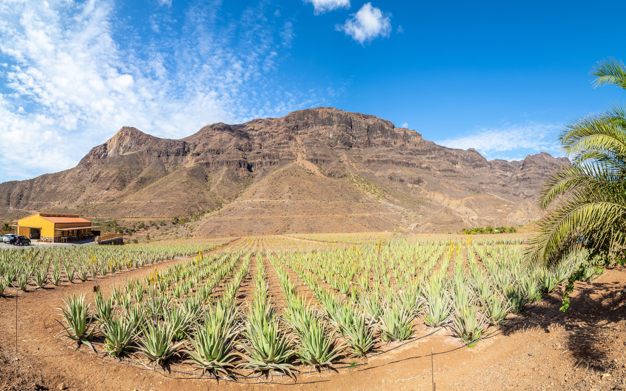 Plantación de aloe vera en Gran Canaria, uno de los tesoros naturales de los que presume la isla en su terreno.