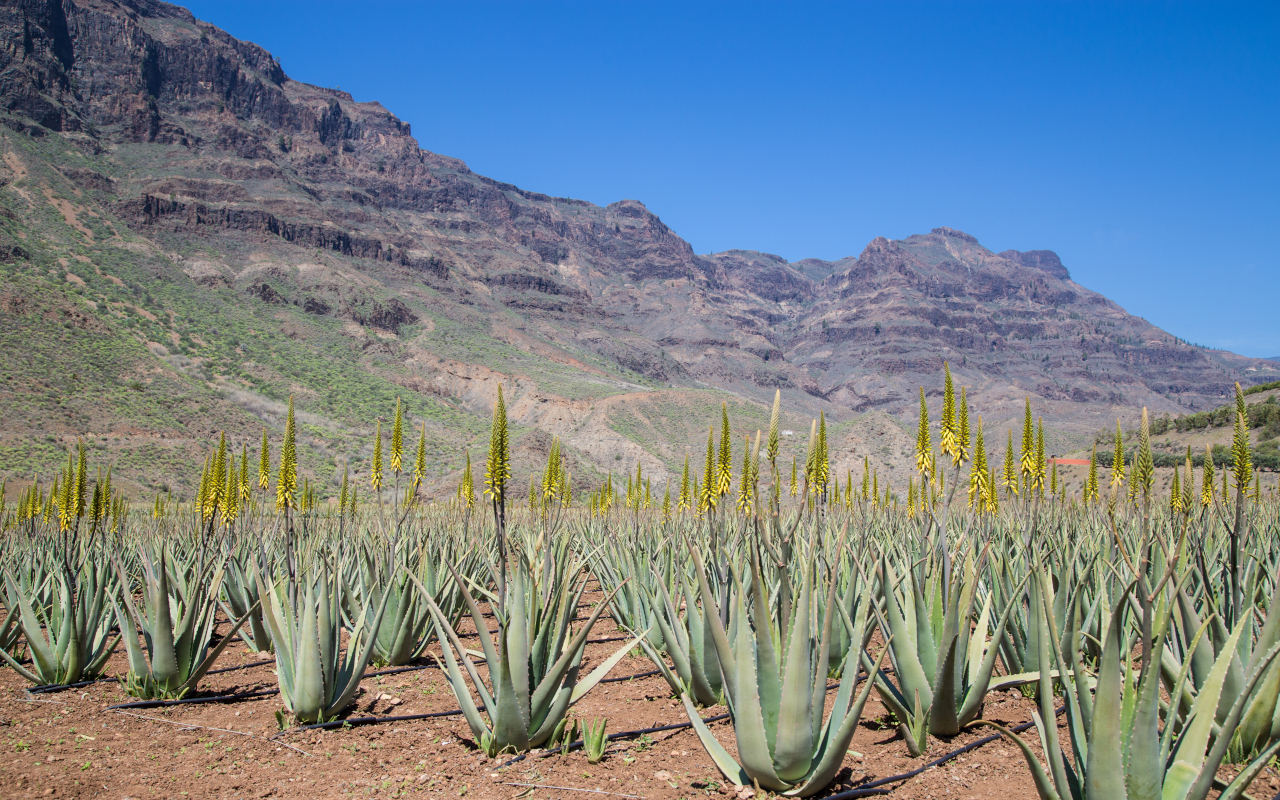 Plantación de aloe vera en Gran Canaria, uno de los recursos naturales más importantes de la isla.