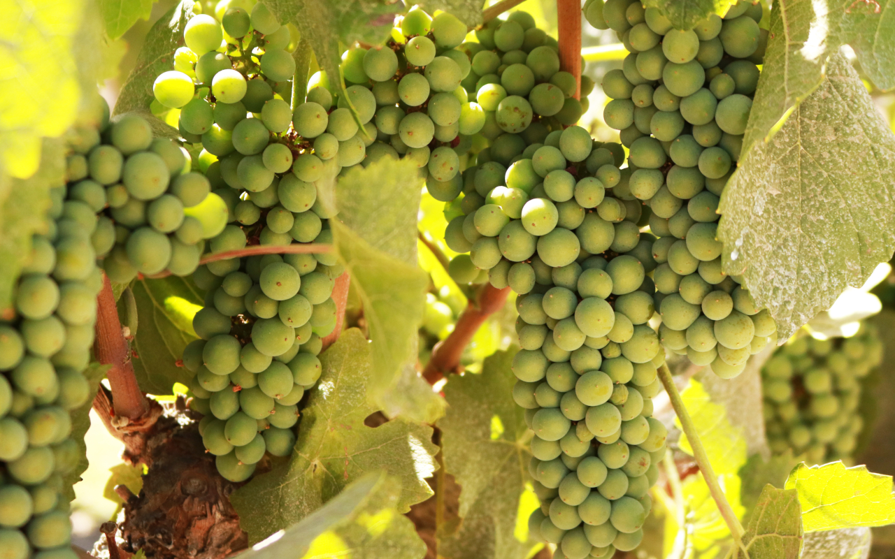 Las uvas serán las protagonistas durante toda la jornada.