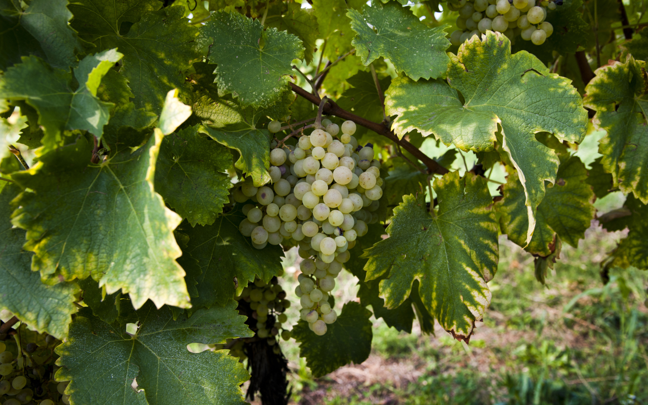 Pasearás por los viñedos de las bodegas que visitaremos en esta excursión guiada.