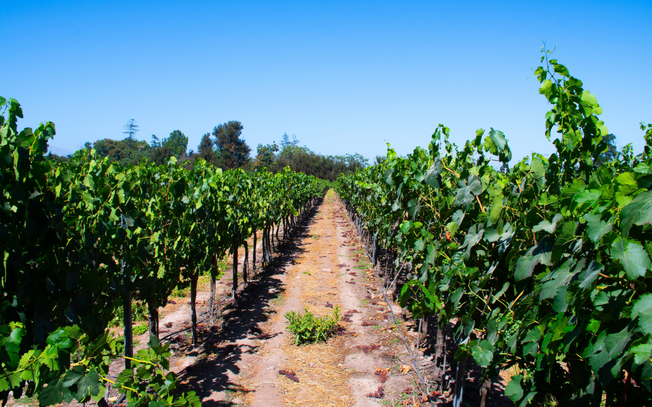 Plantación de viñas Chardonay Cabernet en la Viña Undurraga.