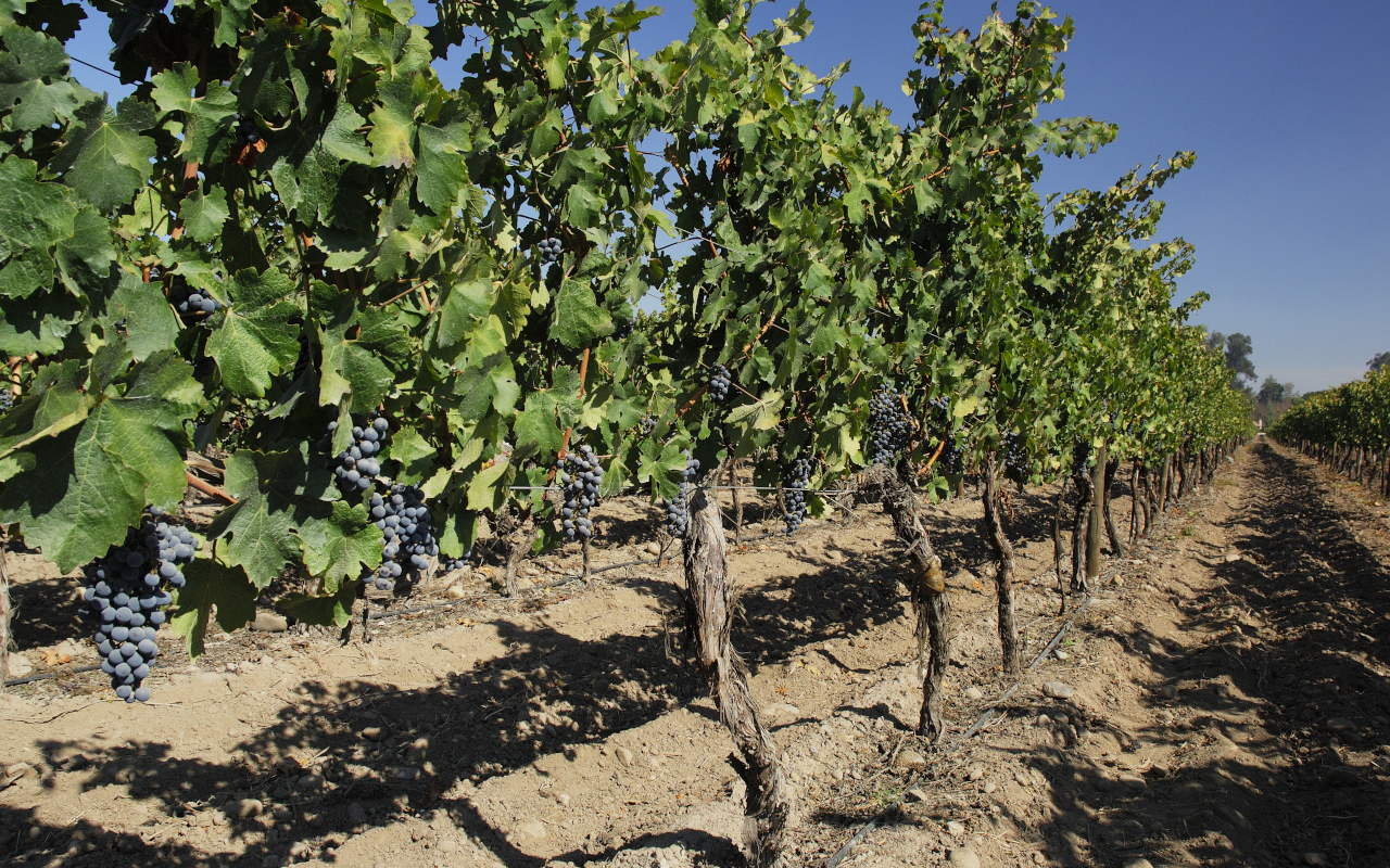 En la visita guiada te explicarán más detalles sobre el proceso de recolección.