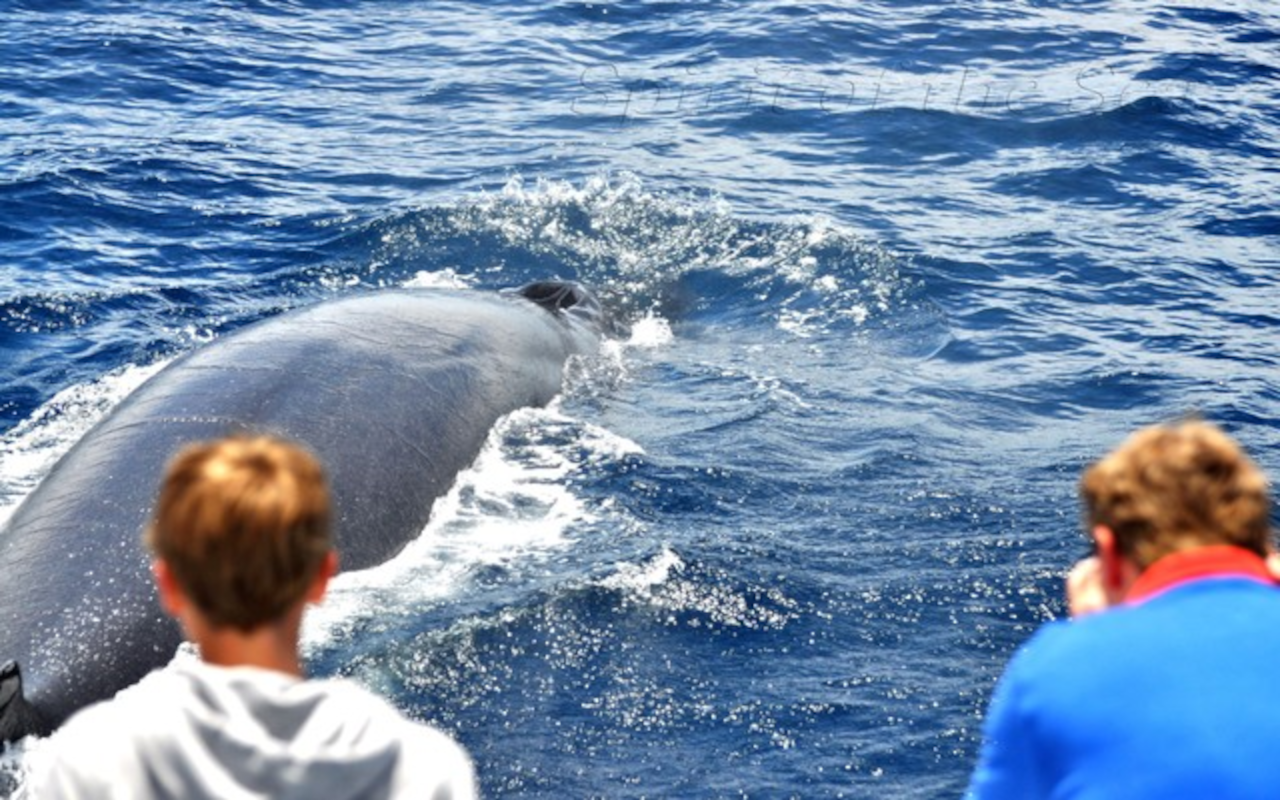 También está incluido el avistamiento de ballenas, otros de los animales que seguro te sorprenderán.