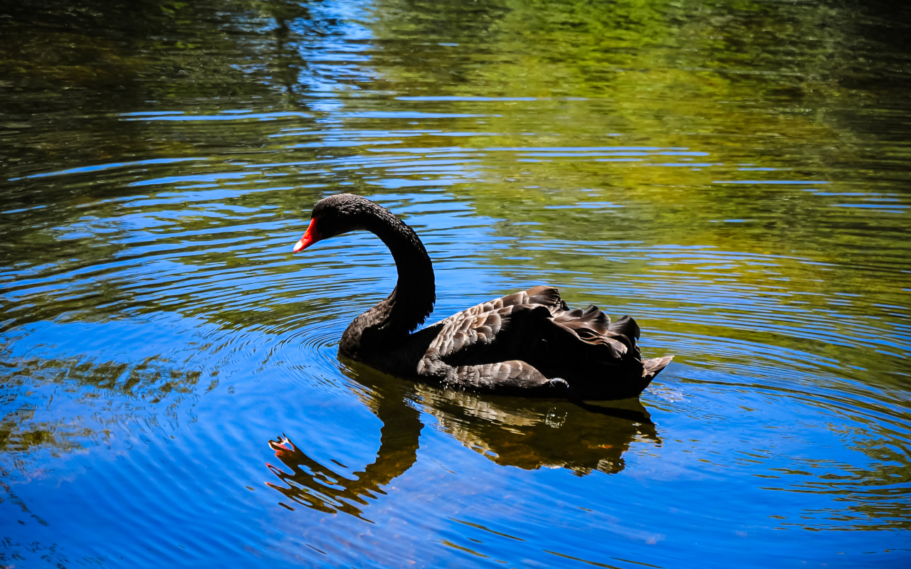 Cisne negro nadando en el parque de El Capricho.