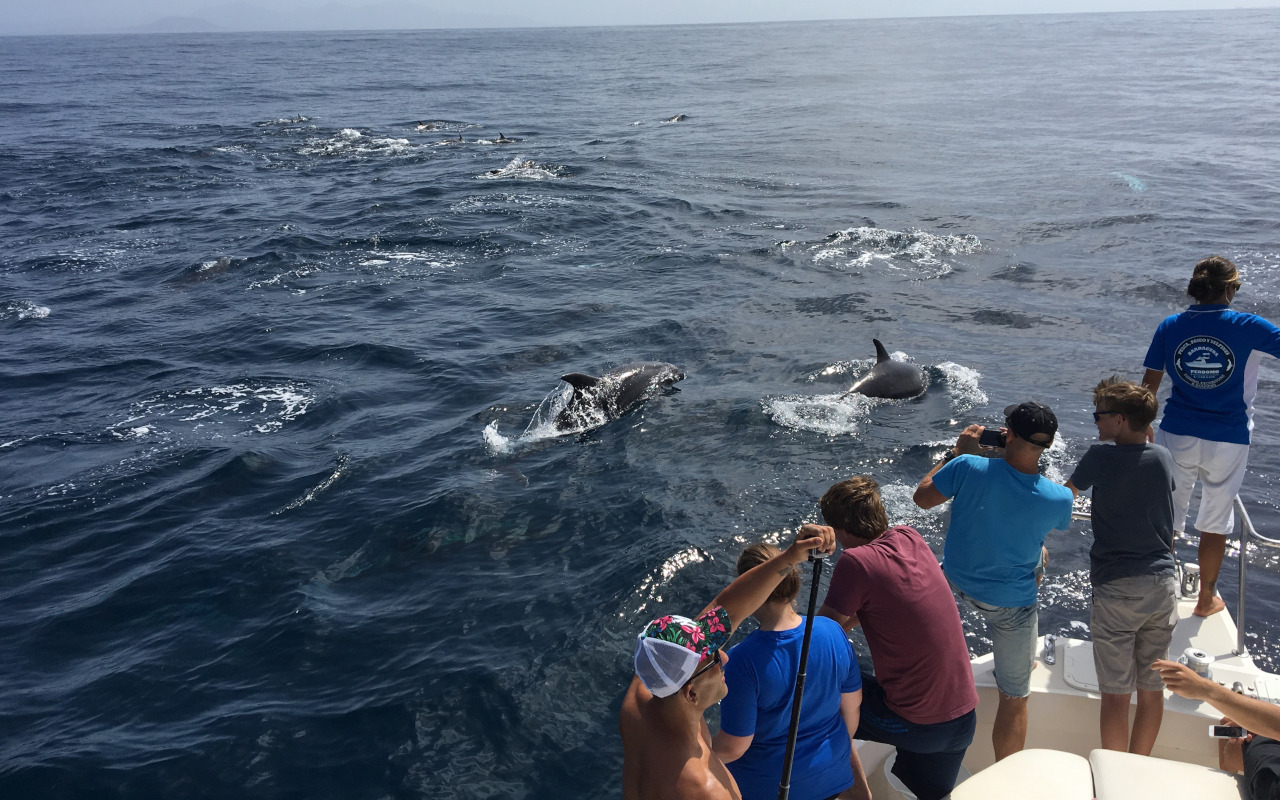 Avistamiento de delfines muy cerca de la embarcación y gente asomada para hacerle fotografías.