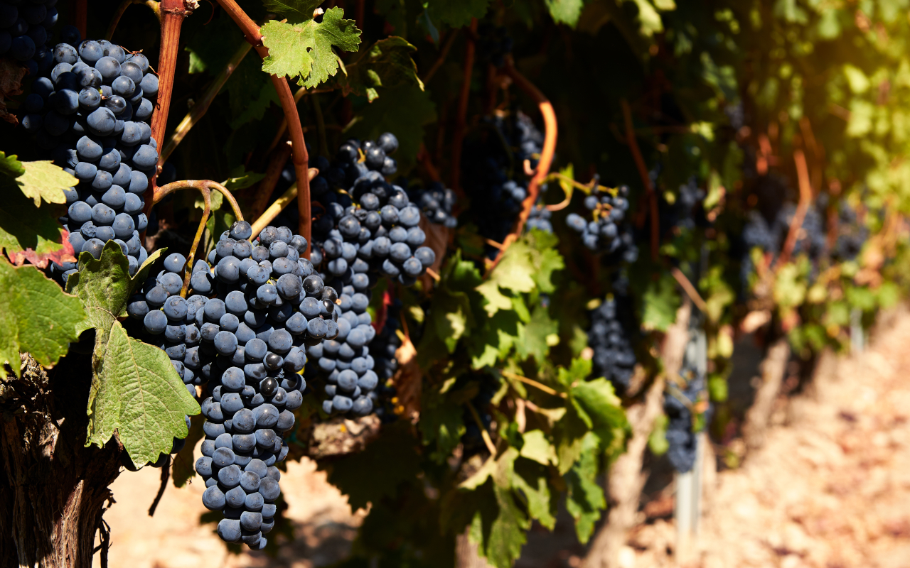 En la cata de vinos aprenderás todo los detalles sobre la elaboración de esta bebida.