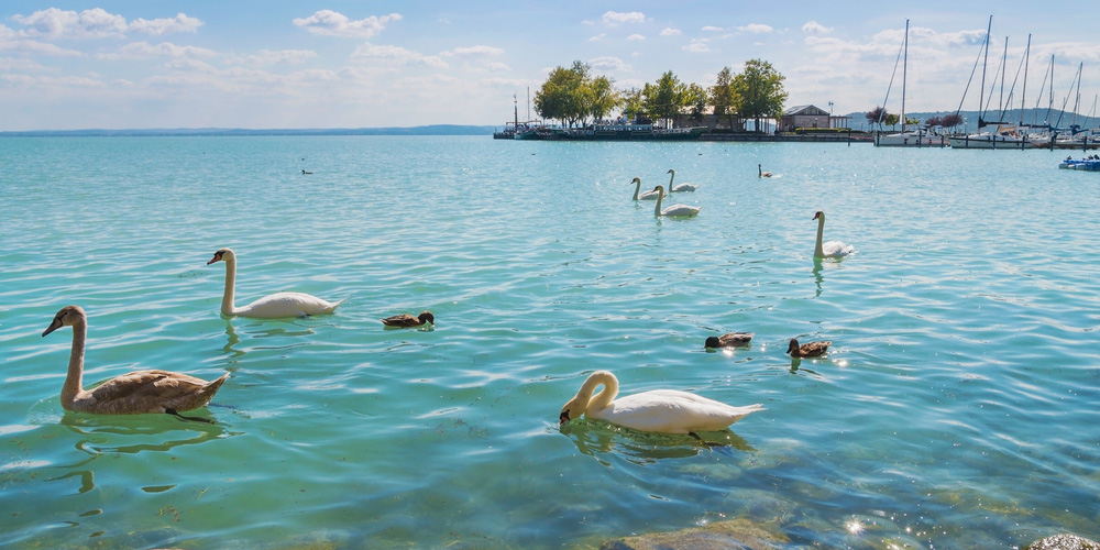Después de visitar Balatonfüred, la ciudad con el balneario más antiguo en Hungría, pasearemos por el famoso paseo y daremos de comer a los cisnes.