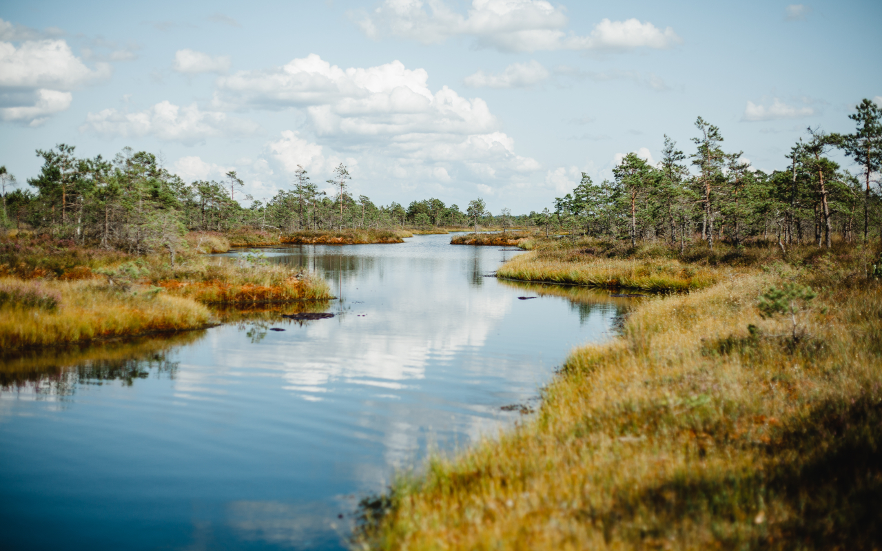 Los pozos y pantanos del Parque Nacional de Kemeri son parte fundamental de esta excursión desde Riga.
