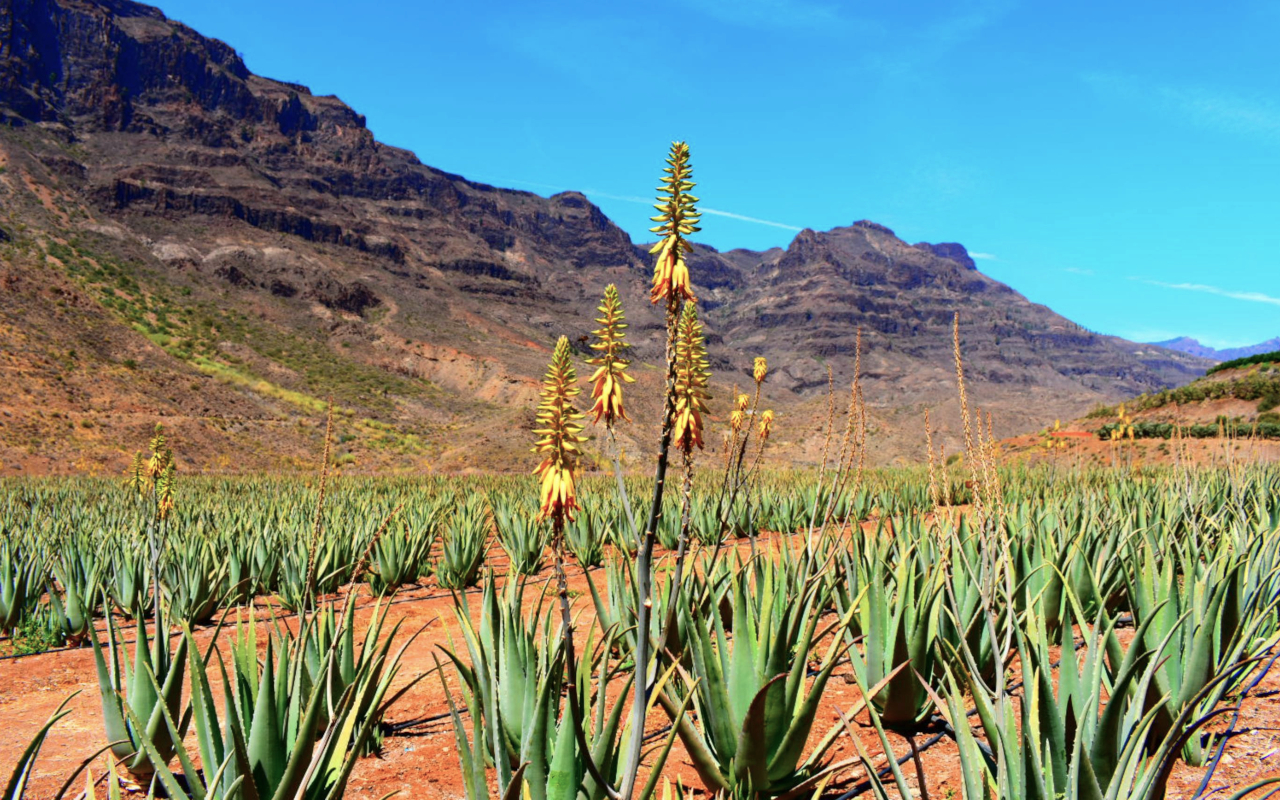Aloe Vera plantation, one of our tour stops to learn more about this plant.