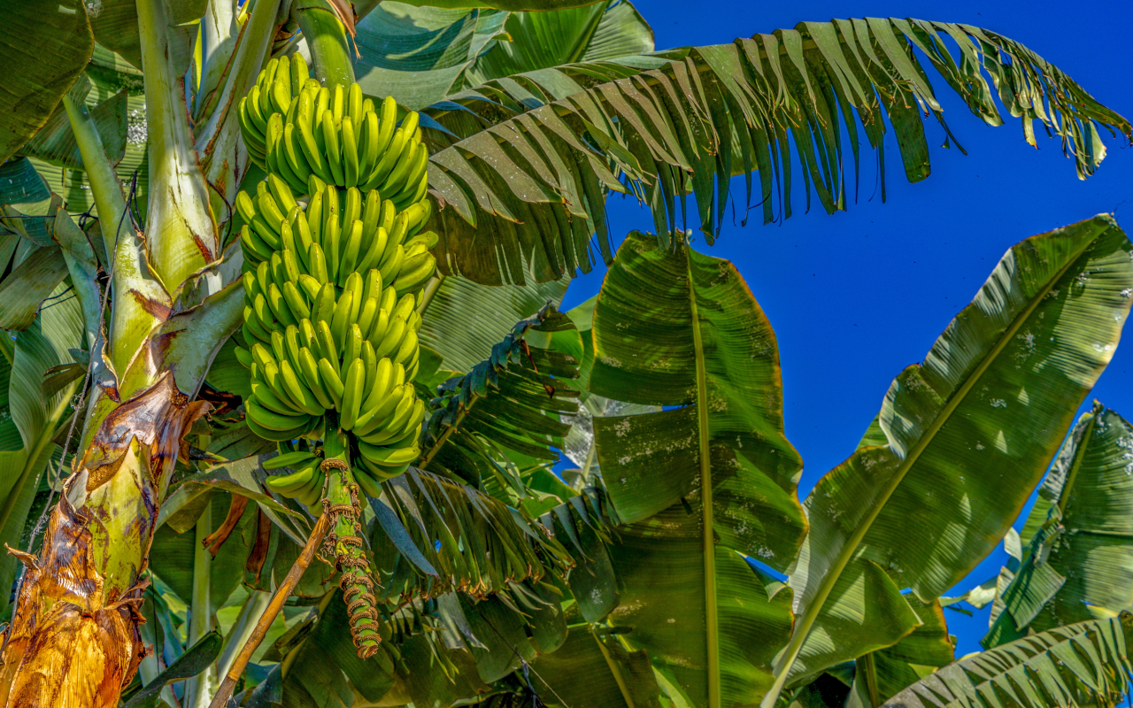 Banana trees in Gran Canaria produce one of the most popular fruits in the region.