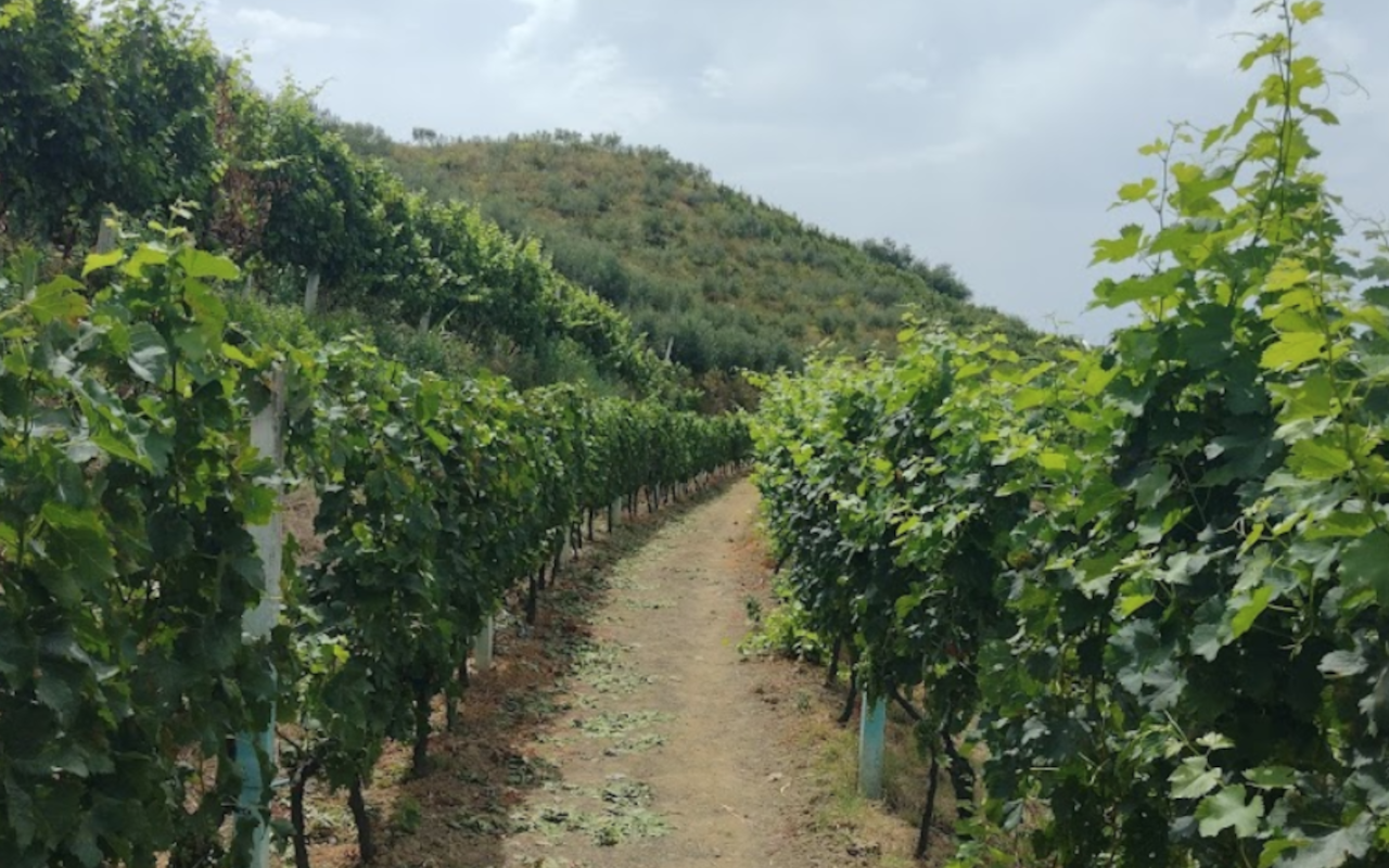Viñedos cerca de Durres, de donde se obtienen los mejores vinos.